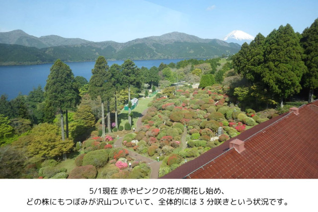 “小田急 山のホテル”で 「つつじ・しゃくなげフェア2025」開催